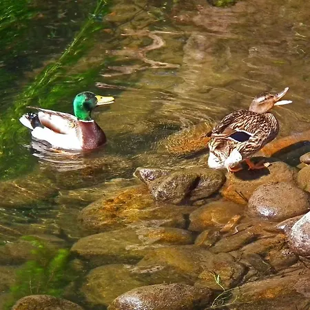 ゲストハウス Casa Dos Moinhos Do Chao Do Mosteiro São Pedro do Sul