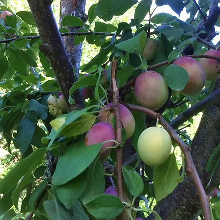 Casa Dos Moinhos Do Chao Do Mosteiro 3* São Pedro do Sul