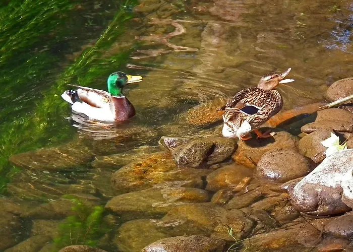 Konukevi Casa Dos Moinhos Do Chao Do Mosteiro São Pedro do Sul