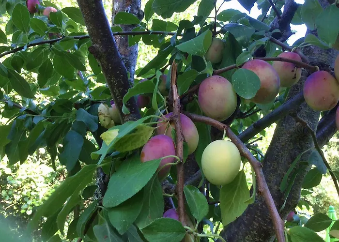 Casa Dos Moinhos Do Chao Do Mosteiro 3* São Pedro do Sul