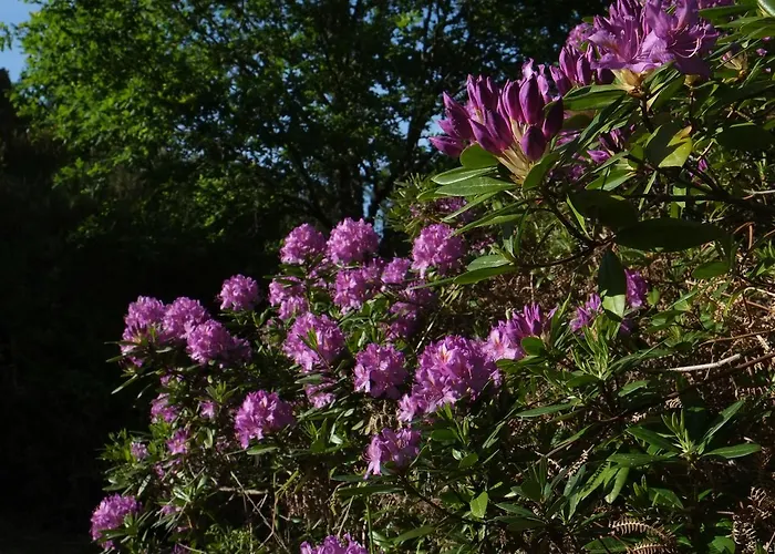 Casa Dos Moinhos Do Chao Do Mosteiro 3* São Pedro do Sul